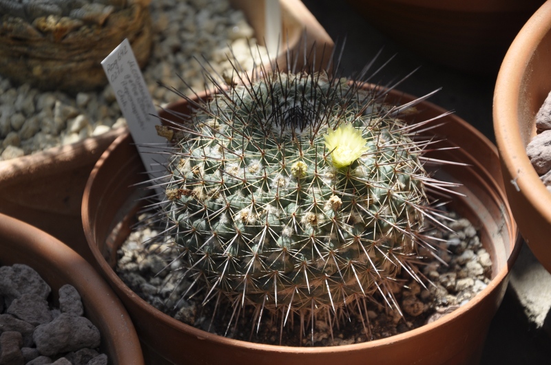 Mammillaria cobrensis ROG 642