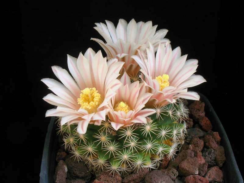 Mammillaria coahuilensis 