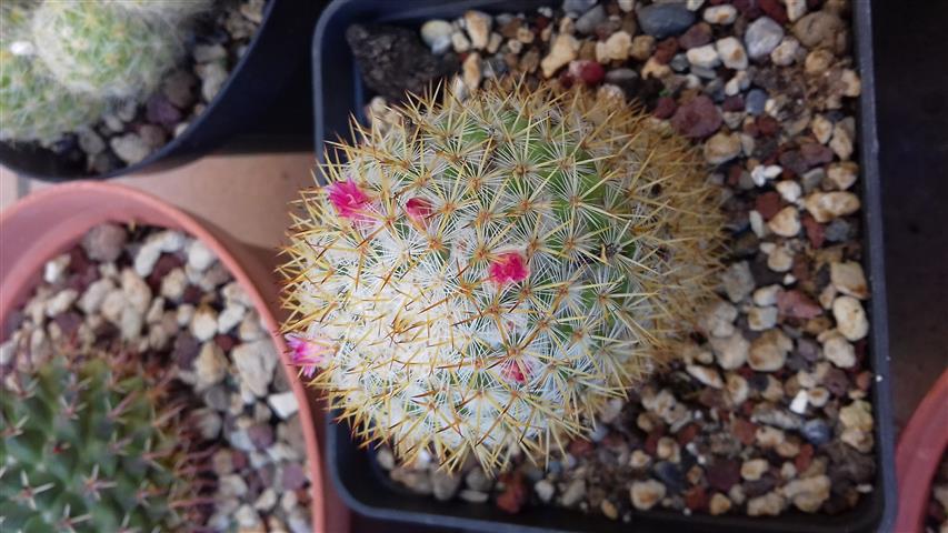 Mammillaria columbiana ssp guatemalensis TL827