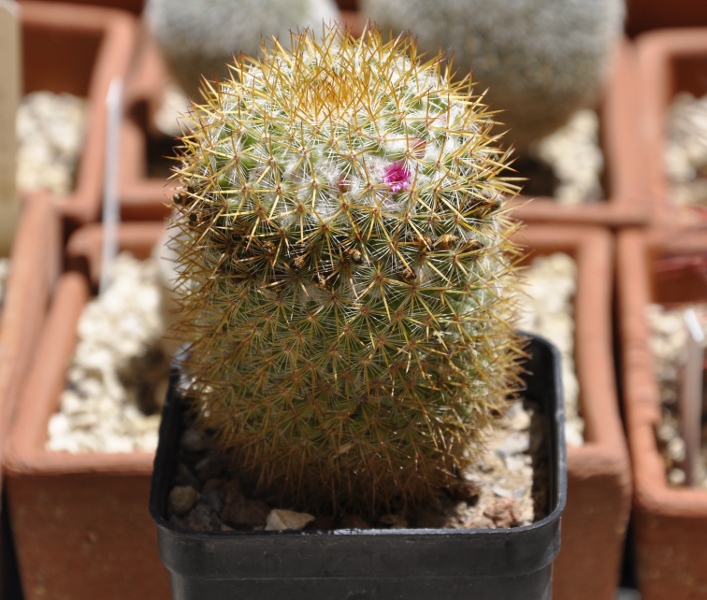 Mammillaria columbiana ssp. yucatanensis 