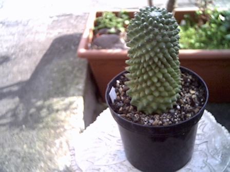 Mammillaria polytele v. nudum 