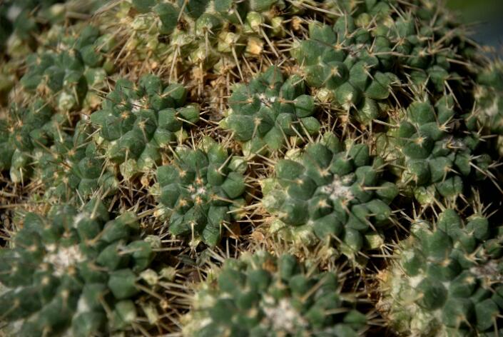 Mammillaria compressa 