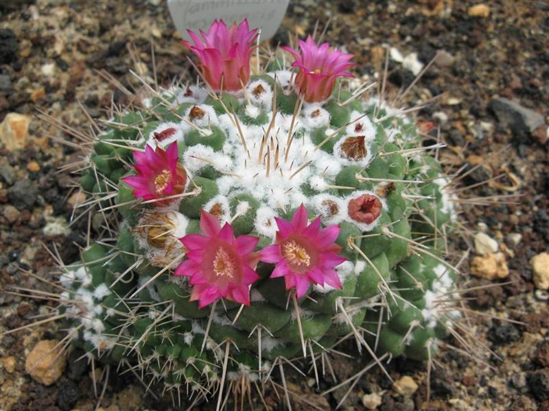 Mammillaria compressa 