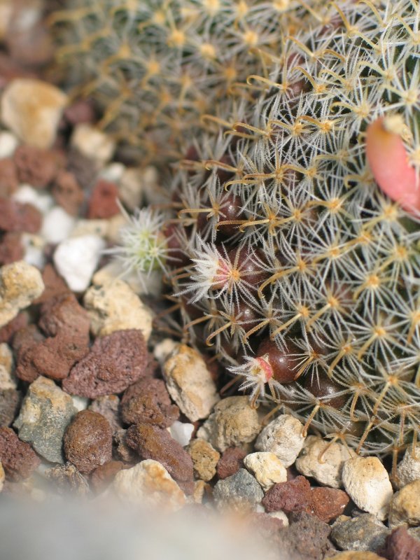 Mammillaria  