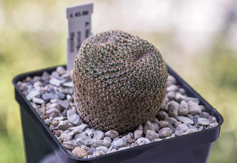 Mammillaria crucigera 