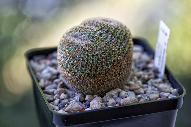 Mammillaria crucigera 