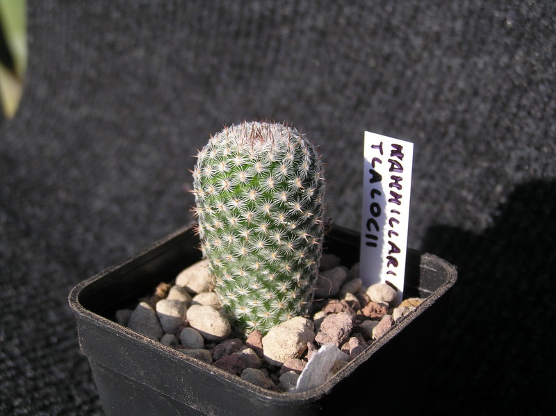 Mammillaria tlalocii 