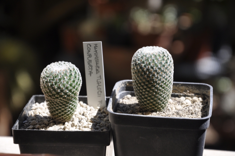 Mammillaria tlalocii F0229