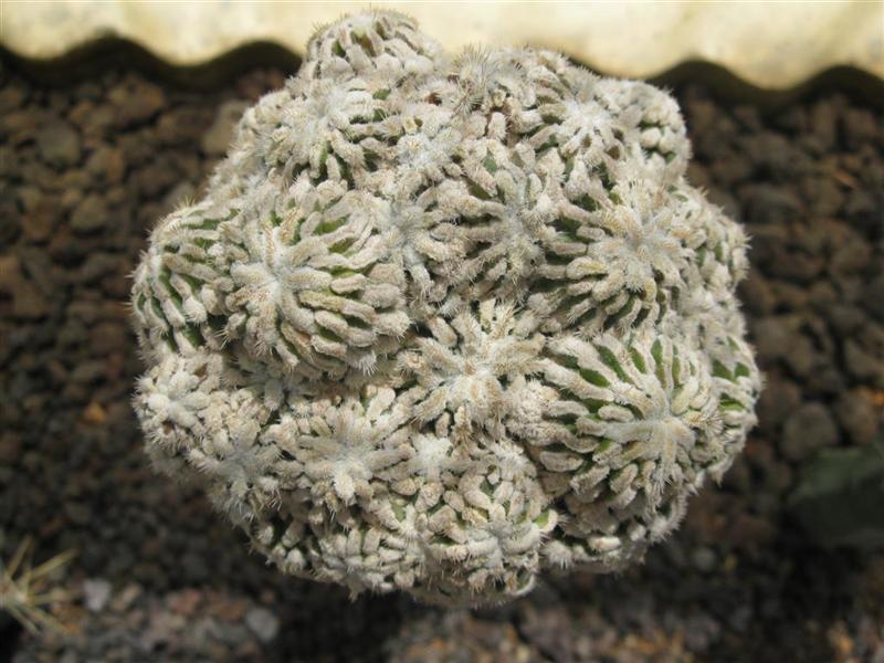 mammillaria f. mostruosa cv. blando chiara