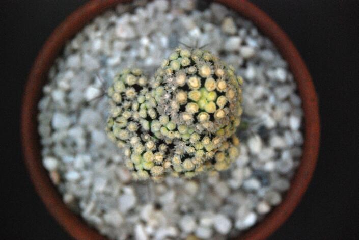 Mammillaria cv. teresia 