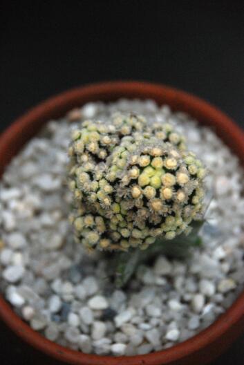 Mammillaria cv. teresia 