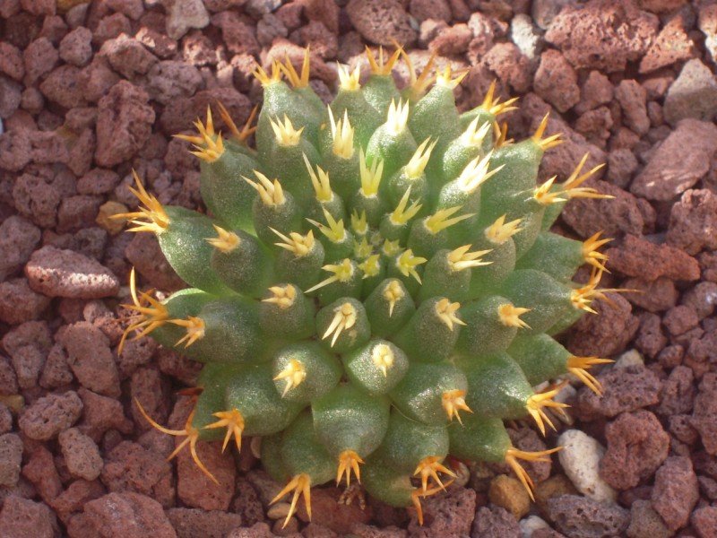 Mammillaria decipiens ssp. camptotricha cv. brevispina 