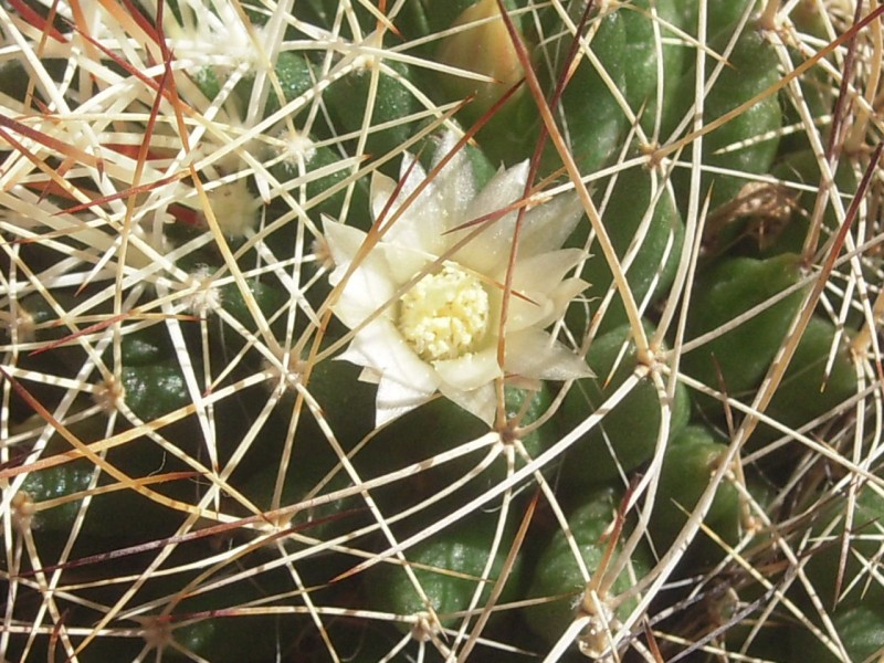 Mammillaria decipiens 