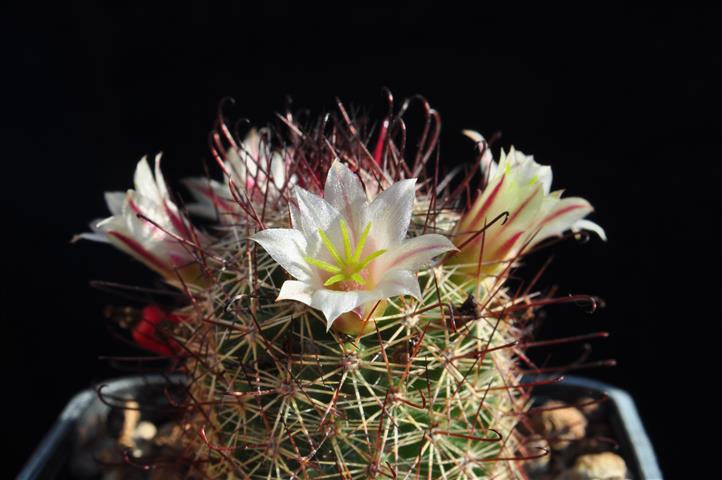 Mammillaria dioica SB1692