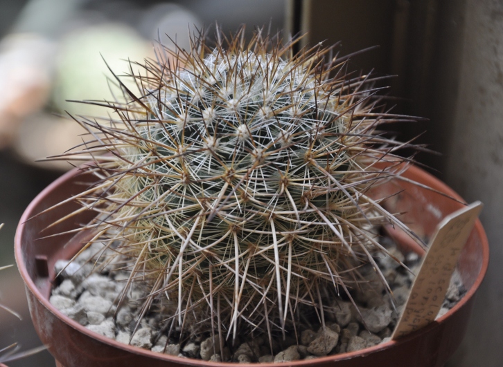 Mammillaria discolor Rog 530