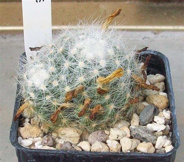 Mammillaria baumii 