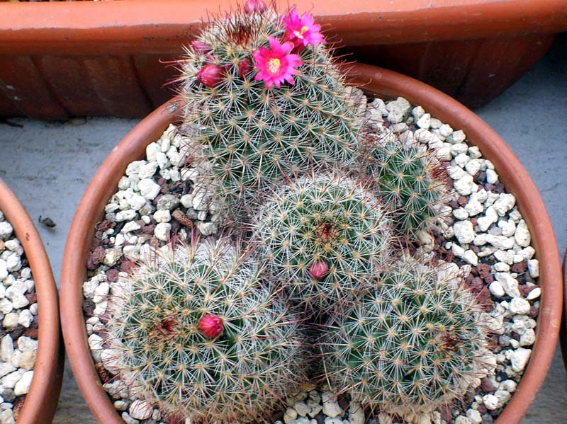 Mammillaria duoformis 