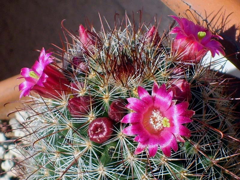 Mammillaria duoformis 