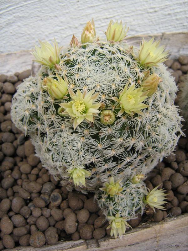 Mammillaria nana ssp. duwei 