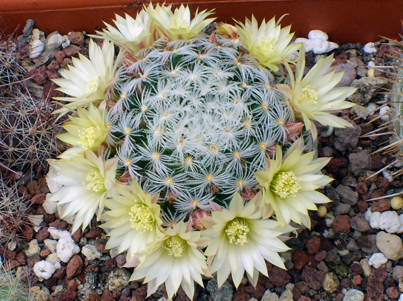 Mammillaria duwei 