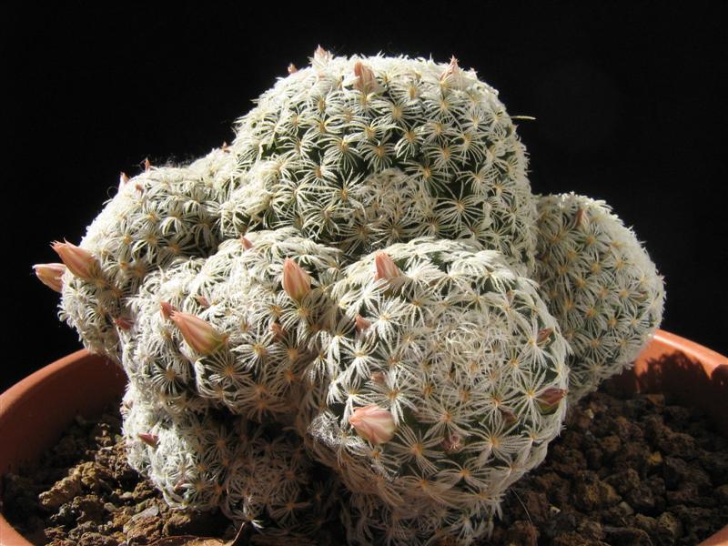 Mammillaria duwei 