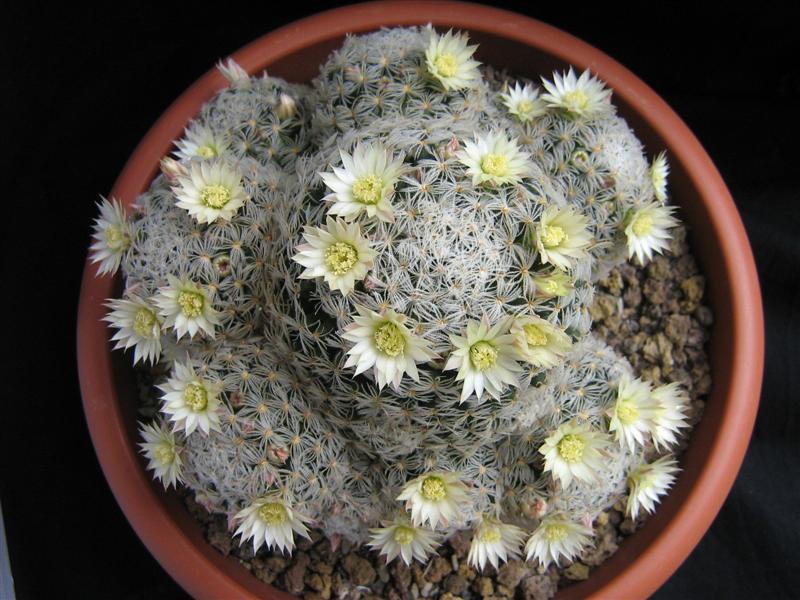 Mammillaria duwei 