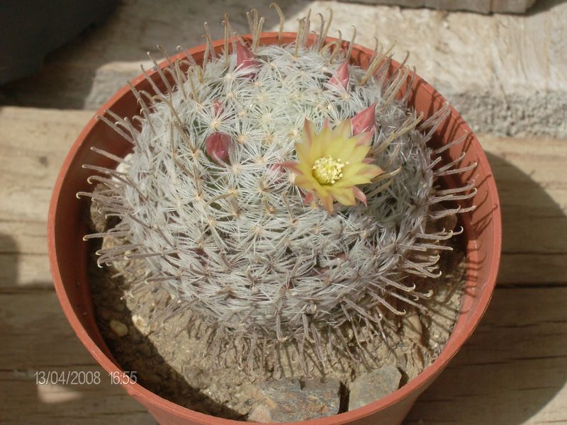 Mammillaria nana ssp. duwei 