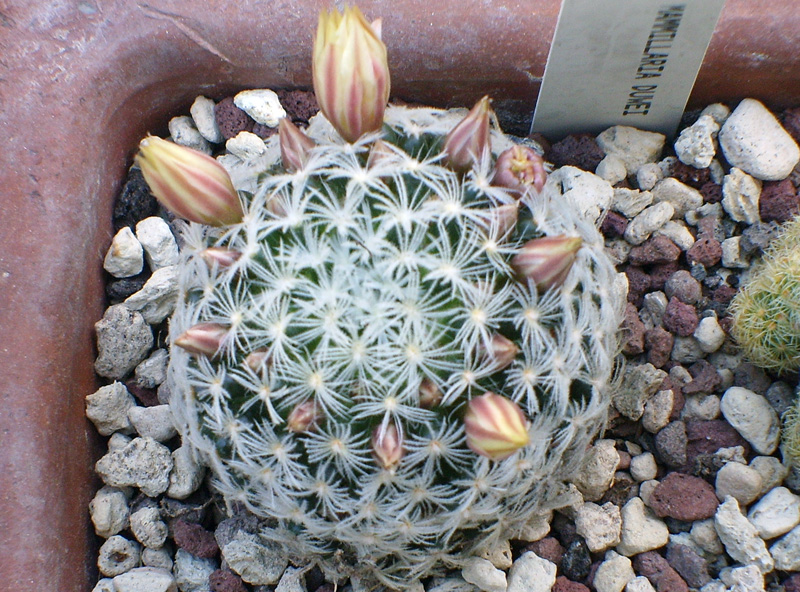 Mammillaria duwei 