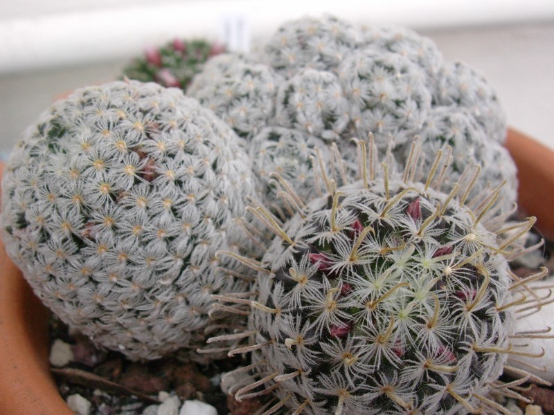 Mammillaria duwei 