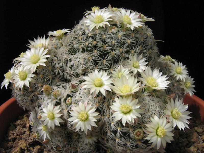 Mammillaria duwei 