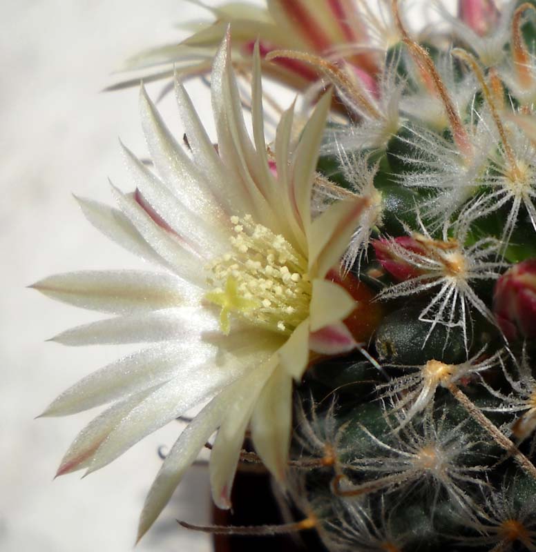 Mammillaria duwei 
