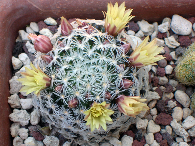 Mammillaria duwei 