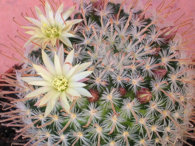 Mammillaria duwei 