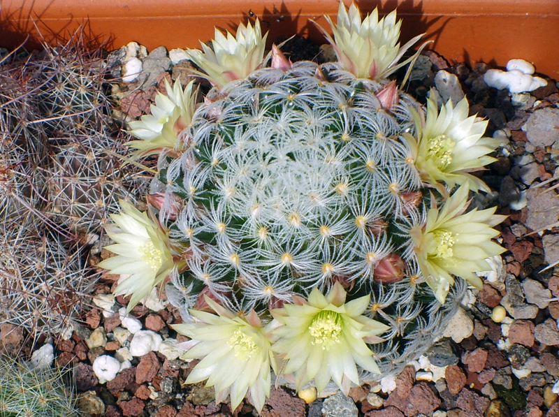 Mammillaria duwei 