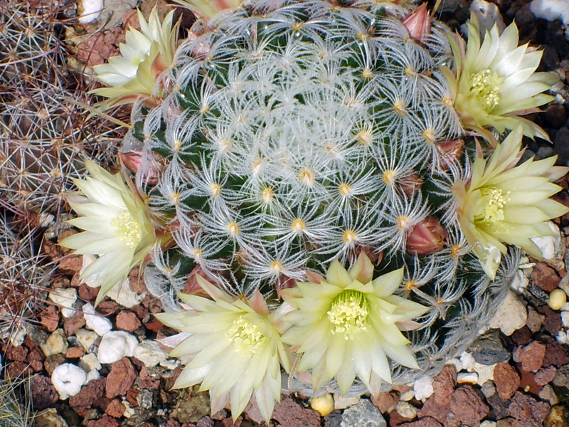 Mammillaria duwei 