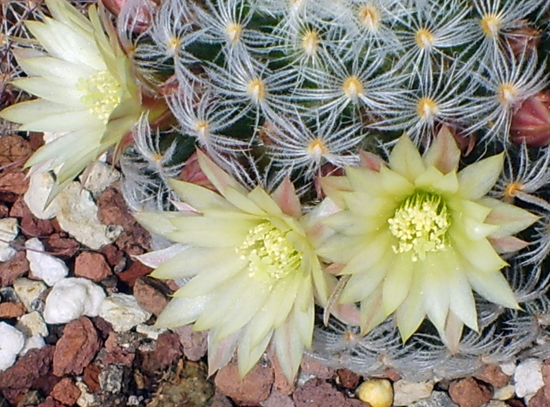 Mammillaria nana ssp. duwei 