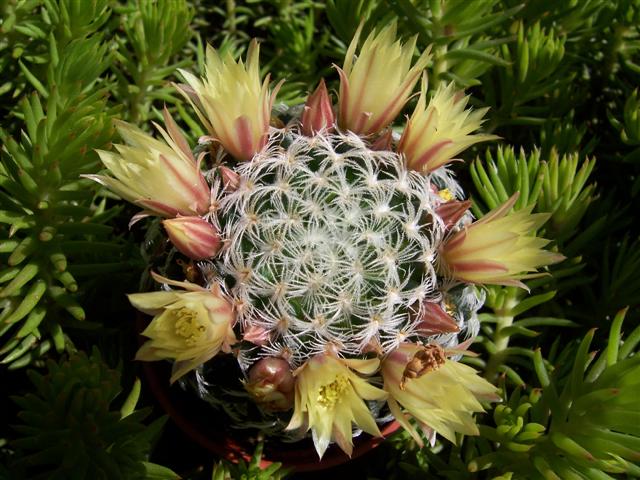 Mammillaria nana ssp. duwei 