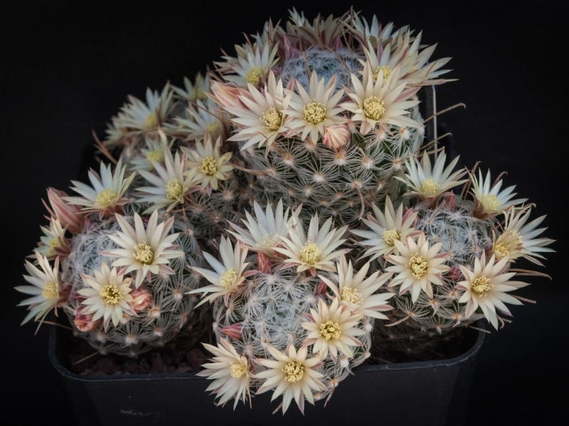 Mammillaria duwei 