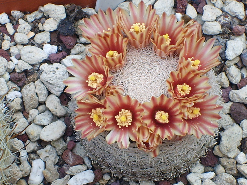 Mammillaria egregia 