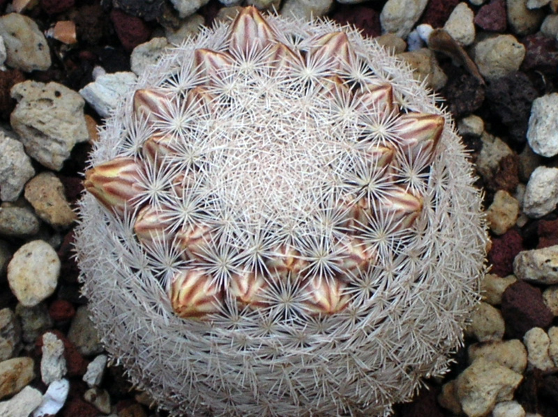 Mammillaria egregia 