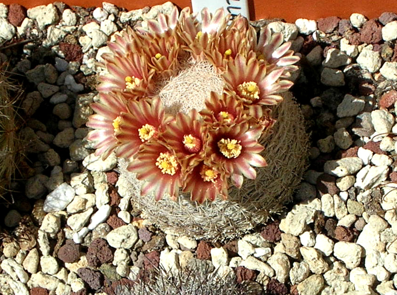 Mammillaria egregia 