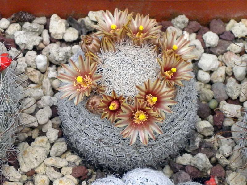 Mammillaria egregia 