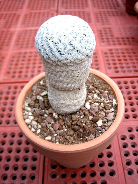 Mammillaria herrerae 