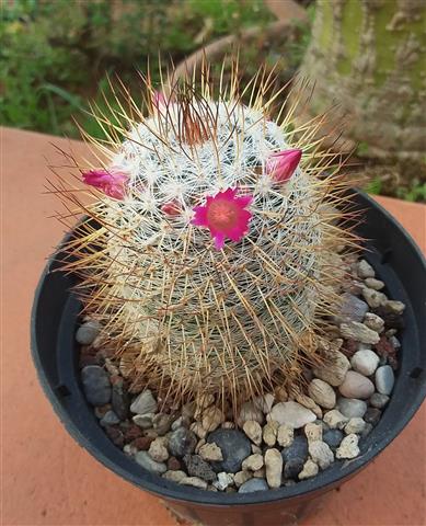 Mammillaria elegans HO296