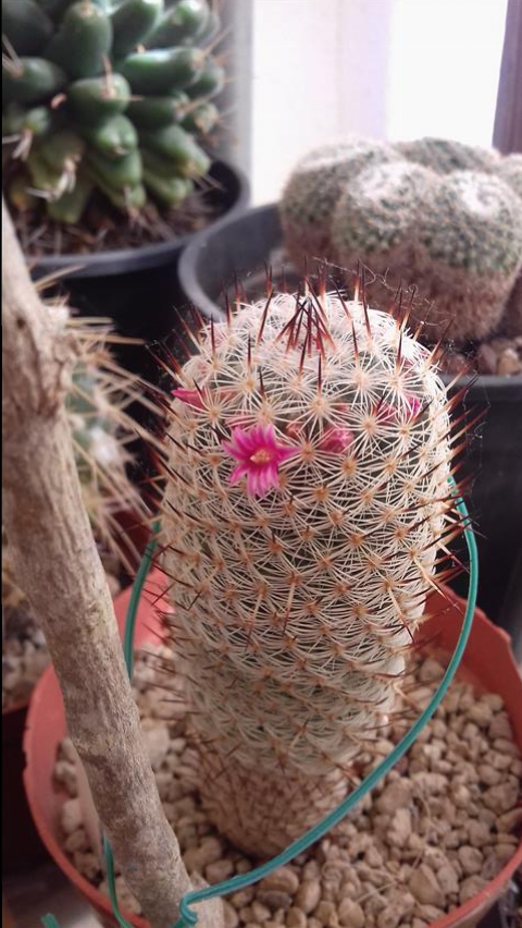 Mammillaria elegans ROG123