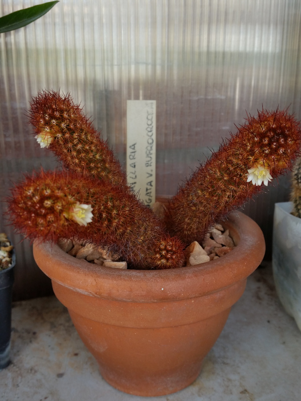 Mammillaria elongata v. rufocrocea 