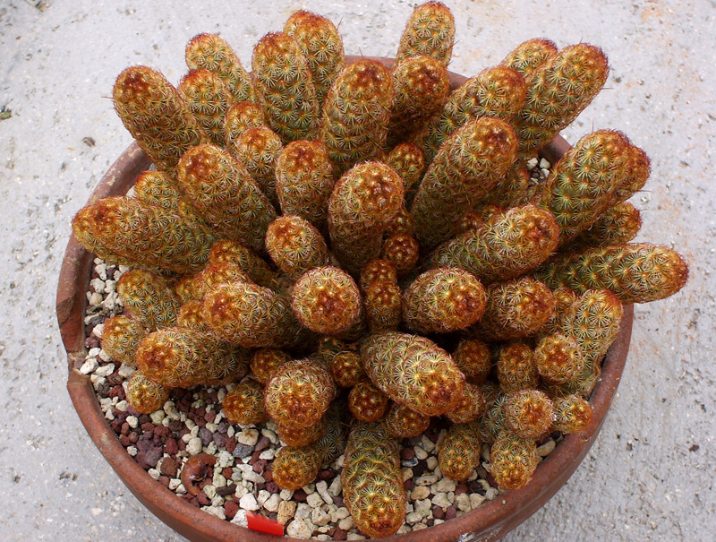 Mammillaria elongata 