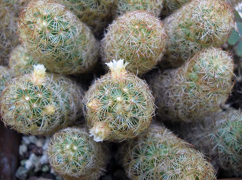 Mammillaria elongata 