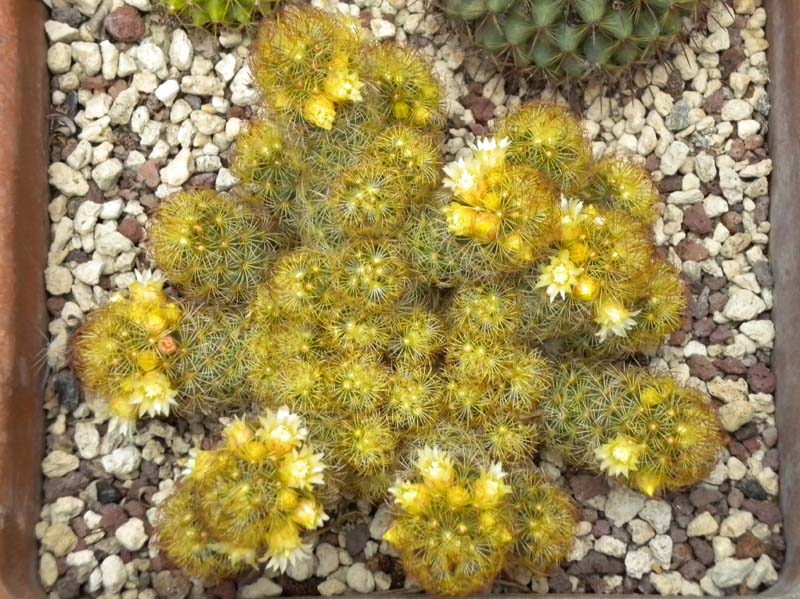 Mammillaria elongata 