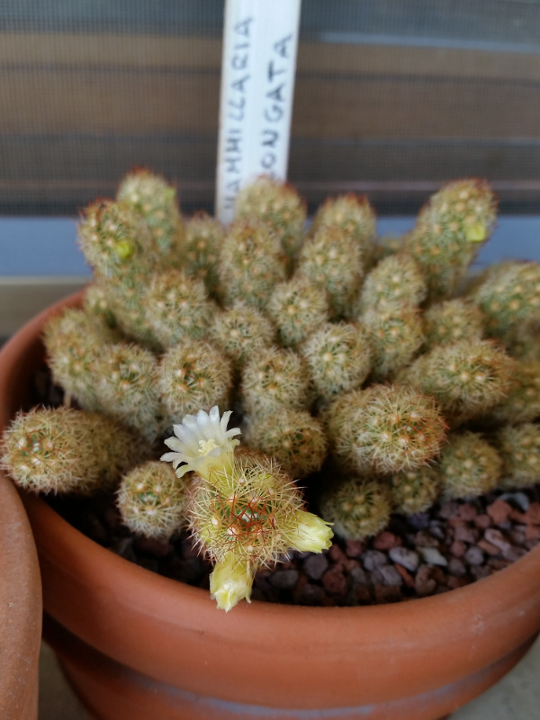 Mammillaria elongata 